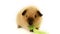 Cutie guinea pig eating leaf of green salad