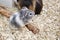 Cutie The guinea pig gray gray color sits timidly and watches what is happening