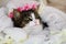 cutie kitten in soft, white blanket background