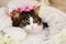 cutie kitten in soft, white blanket background
