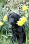 Cutie labrador Puppy in the daffodils.