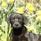 Cutie labrador Puppy in the daffodils.