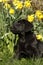 Cutie labrador Puppy in the daffodils.