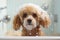 Cutie Toy Poodle dog in bathtub full of soap foam.