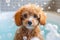 Cutie Toy Poodle dog in bathtub full of soap foam.