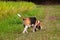 Cutie White-Black-Brown Color Dog in the Rice Field