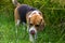 Cutie White-Black-Brown Color Dog in the Rice Field