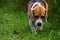 Cutie White-Black-Brown Color Dog in the Rice Field