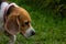 Cutie White-Black-Brown Color Dog in the Rice Field