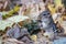 Cutle Little Chipmunk Sitting in Autumn Leaves