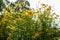 Cutleaf Coneflower Rudbeckia lacinata blooming in garden, sunny
