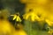 Cutleaf Coneflower - Rudbeckia laciniata at dawn