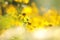 cutleaf coneflower rudbeckia laciniata in the sunshine close up of fresh cutleaf coneflower rudbeckia laciniata growing on the