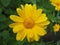 Cutleaf coneflower (rudbeckia) yellow flower
