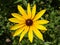 Cutleaf coneflower (rudbeckia) yellow flower