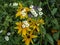 Cutleaf coneflowers, Rudbeckia laciniata, blooming