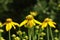 Cutleaf Conflower Heads Blooming in Summer