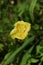 Cutleaf eveningprimrose