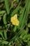 Cutleaf eveningprimrose