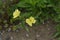 Cutleaf eveningprimrose flowers.