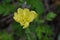 Cutleaf eveningprimrose  Oenothera laciniata  flowers.