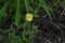 Cutleaf eveningprimrose  Oenothera laciniata  flowers.