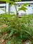 Cutleaf groundcherry plant in the yard