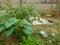 Cutleaf groundcherry plant in the yard