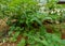 Cutleaf groundcherry plant in the yard