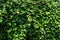 Cutleaf stefanandra, lace shrub in the summer