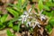 Cutleaf toothwort, Cardamine concatenata