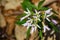 Cutleaf toothwort, Cardamine concatenata