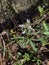 Cutleaf Toothwort wildflower, western Arkansas