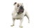 Cutout of British Bulldog on white background