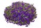 Cutout purple flowers. Petunia
