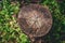 Cutout tree stump and fresh green grass. Tree trunk in forest