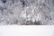 Cutout of a winter landscape in village Urdorf in Switzerland. Trees and bushes in the background are heavily covered with snow.