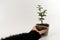 Cutout of woman hand holding a green growing succulent plant in a modern glass pot with fresh, natural soil