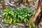 Cutted down unripe cultivated bunches of bananas on the ground in a banana grove