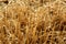 Cutted wheat field soil plant detail