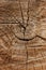 Cutted wooden log macro