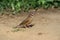 Cutthroat finch, Amadina fasciata