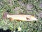 Cutthroat Trout