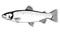 Cutthroat trout fish black and white illustration