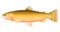 Cutthroat trout fish illustration