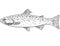 Cutthroat trout or Oncorhynchus clarki Freshwater Fish Cartoon Drawing