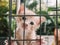 Cuttie Kitten in The Cage