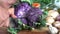 Cutting a Beautiful Organic Purple Cauliflower