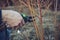 Cutting bilberries bushes in the early spring