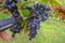 Cutting bunch of red grapes in vineyard with scissors close-up. Winemaking industry.  Harvesting